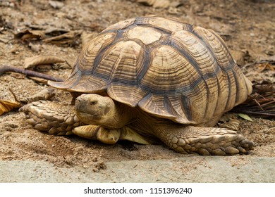 Turtlesulcata Tortoise African Spurred Tortoise Geochelone Stock Photo ...