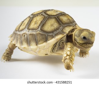 15,896 Baby tortoise Images, Stock Photos & Vectors | Shutterstock