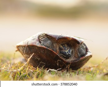 277 Turn Turtle Images, Stock Photos & Vectors | Shutterstock