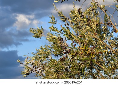 Tuscan countryside Chianti aera. Olives on the branches againsta blue cloudy sky before harvesting in the autumn season. Italy.