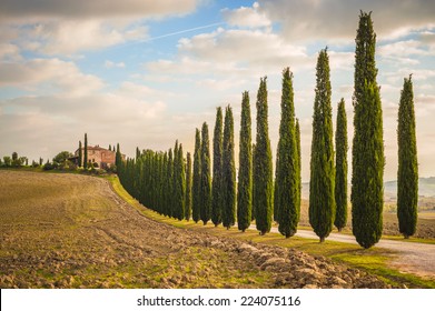 Tuscan Cypress Trees On The Way Home