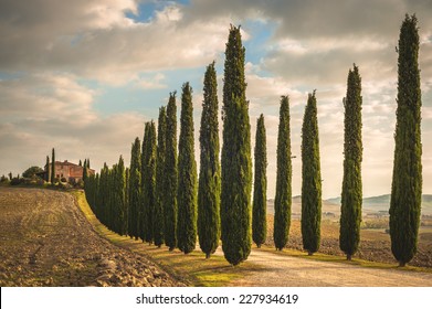 Tuscan Cypress Trees On The Way Home