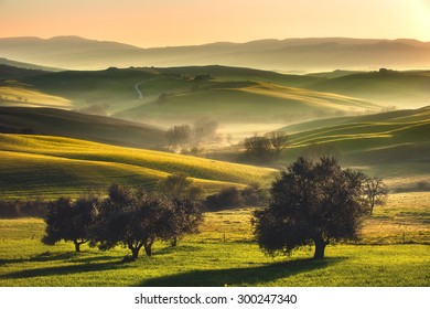 Tuscan fields and olive trees at sunrise in a mystical fog