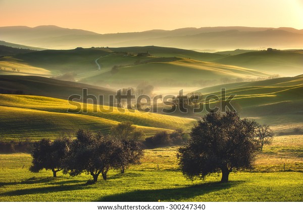 Tuscan Fields Olive Trees Sunrise Mystical Stock Photo ...