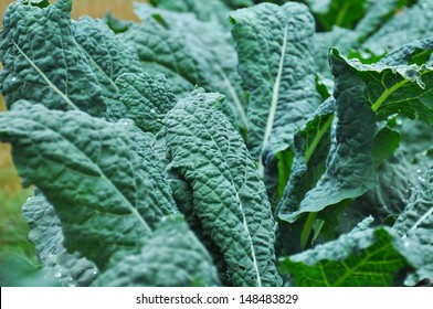 Tuscan Kale