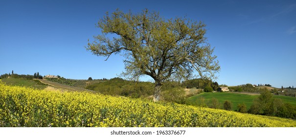 Tuscan landscape with isolated tree in a field of yellow canola flowers and stunning blue sky. Beautiful Tuscan landscape near Castellina in Chianti, (Siena). Italy