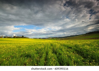 Tuscan landscape with yellow rape flowers and blue cloudy sky near Castellina in Chianti, Siena. Italy.