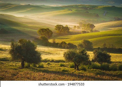 Tuscan Olive Trees And Fields In The Area Of Siena, Italy