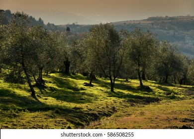 Tuscan rural landscape with Olives Trees in the countryside near Florence, Italy