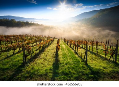 Tuscan Vineyard Landscape In Autumn