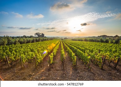 Tuscan vineyards
The sunset on the vineyards of the Bolgheri wine. - Shutterstock ID 547812769