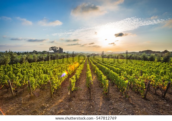 Tuscan vineyards\
The sunset on the vineyards of\
the Bolgheri wine.