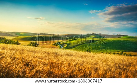 Tuscany countryside panorama, rolling hills and wheat fields at sunset. Santa Luce, Pisa Italy, Europe