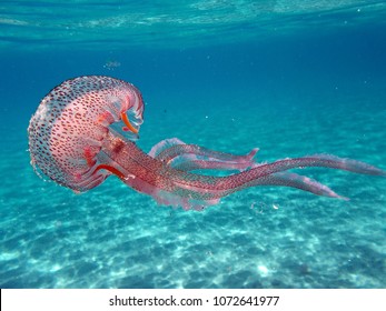 Tuscany, Italy. Pelagia noctiluca Jellyfish in the sea of Elba Island