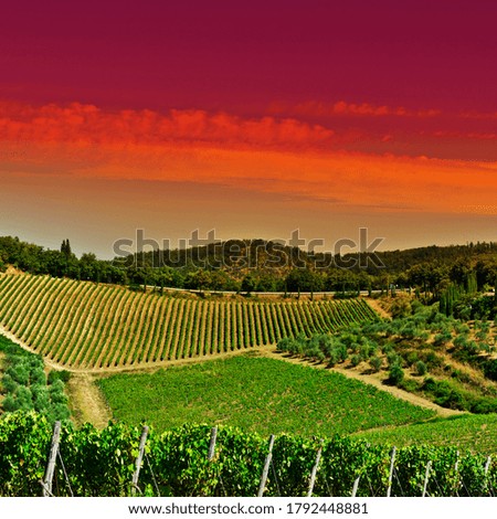 Similar – Image, Stock Photo Olive trees in rows and vineyards in Italy. Olive and wine