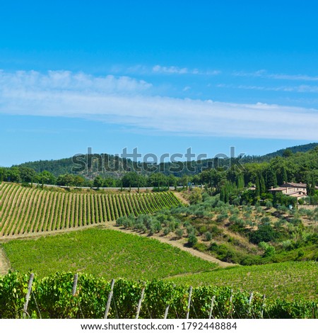 Similar – Image, Stock Photo Olive trees in rows and vineyards in Italy. Olive and wine