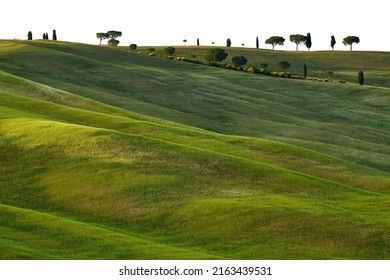 Tuscany landscape, near Pienza in Italy. Spring day in nature. Green wavy meadow with trees on the horizon. Spring time in Europe.
