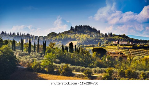 Tuscany Landscape With Vineyards And Cypress Trees, Italy