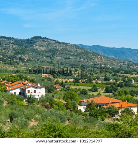 Similar – Image, Stock Photo Olive trees in rows and vineyards in Italy. Olive and wine