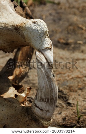 Tusk in hippopotamus skull, Okavango Delta, Botswana, Africa