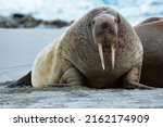 A Tusked Walrus at Rest in Magdalena Fjord, Svalbard