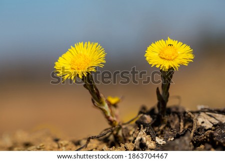 Tussilago commonly known as coltsfoot
