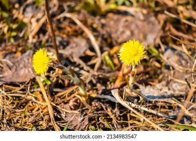 Tussilago Farfara Medical Plants In Sunlight. Homeopathic Herbs. Alternative Medicine Natural Ingredients.