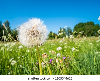 Tussilago Farfara Seeds In A Typical Swedish Summer Field With A Lot Of Flowers And Green Grass.