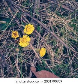 Tussilago Flower Breaking Through The Dry Grass During Early Spring In Sweden