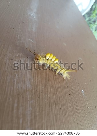 Tussock Moth Caterpillar, Lymantriidae Family. Tussock moth or orgyia spp, kind of hairy caterpillar. It is crawling on the wall.