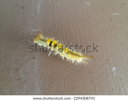 Tussock Moth Caterpillar, Lymantriidae Family. Tussock moth or orgyia spp, kind of hairy caterpillar. It is crawling on the wall.