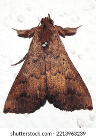 Tussock Moth (Family Erebidae) Lymantriinae - Indeterminate Species Isolated On A White Background From The Jungle Of Belize 