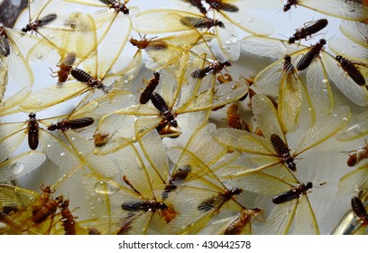 48 Floating tussock Images, Stock Photos & Vectors | Shutterstock