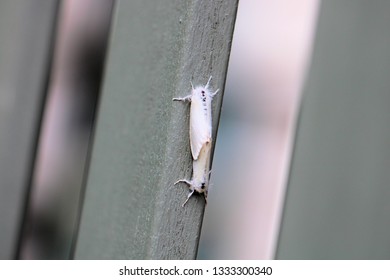 Tussock Moths Mating (Lymantriinae)