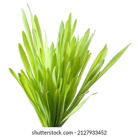 Tussock On White Background Isolated