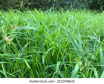 A Tussock In A Village.