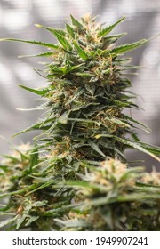 Tutankhamon Weed, Grow Indoor Marijuana