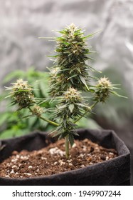 Tutankhamon Weed, Grow Indoor Marijuana