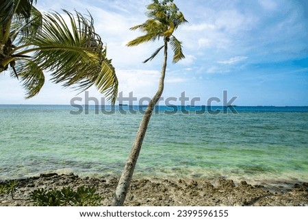Tuvalu beach front with a coconut tree