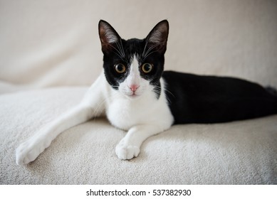 Cat Adoption Images Stock Photos Vectors Shutterstock