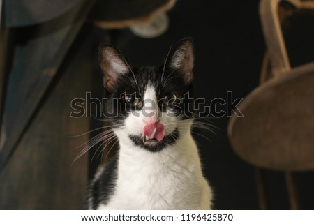 Similar – Cat sitting in a cat bed on a couch