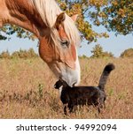 Tuxedo cat and a big horse - best friends