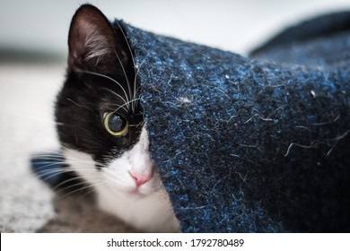 Tuxedo cat burrowing under a thin doormat