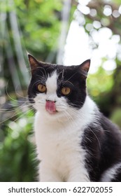 Tuxedo Cat Licking Lips. Animal Portrait. 