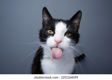 tuxedo cat sticking out tongue, making funny face portrait on gray background with copy space