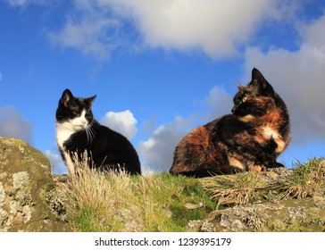 Tuxedo cat and tortoiseshell cat sat on old stone building in Shetland against a blue sky with clouds