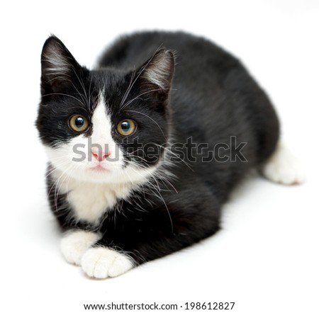 tuxedo kitten