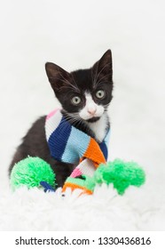 Tuxedo Kitten Wearing A Striped Scarf, On Top Of A White Shag Rug.