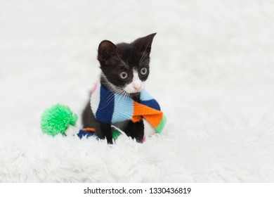 Tuxedo Kitten Wearing A Striped Scarf, On Top Of A White Shag Rug.