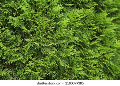 tuya east is green coniferous tree. young cypress trees branches and leaves of thuja variety aurea nana orientalis decorative plant on natural garden in summer day outdoor. nature landscape background